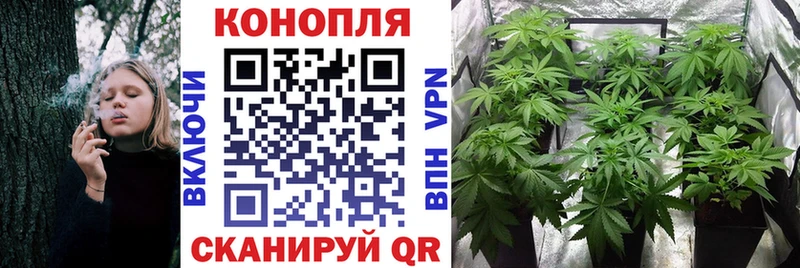 купить   Магас  Канабис планчик 